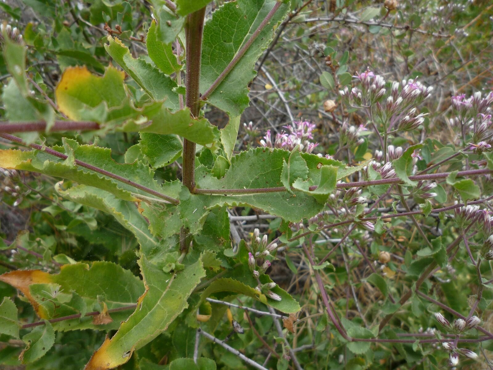 High Resolution Acourtia microcephala Leaf